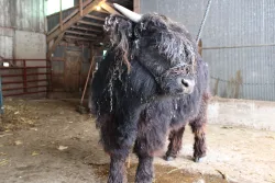 WHH Scottie - Front